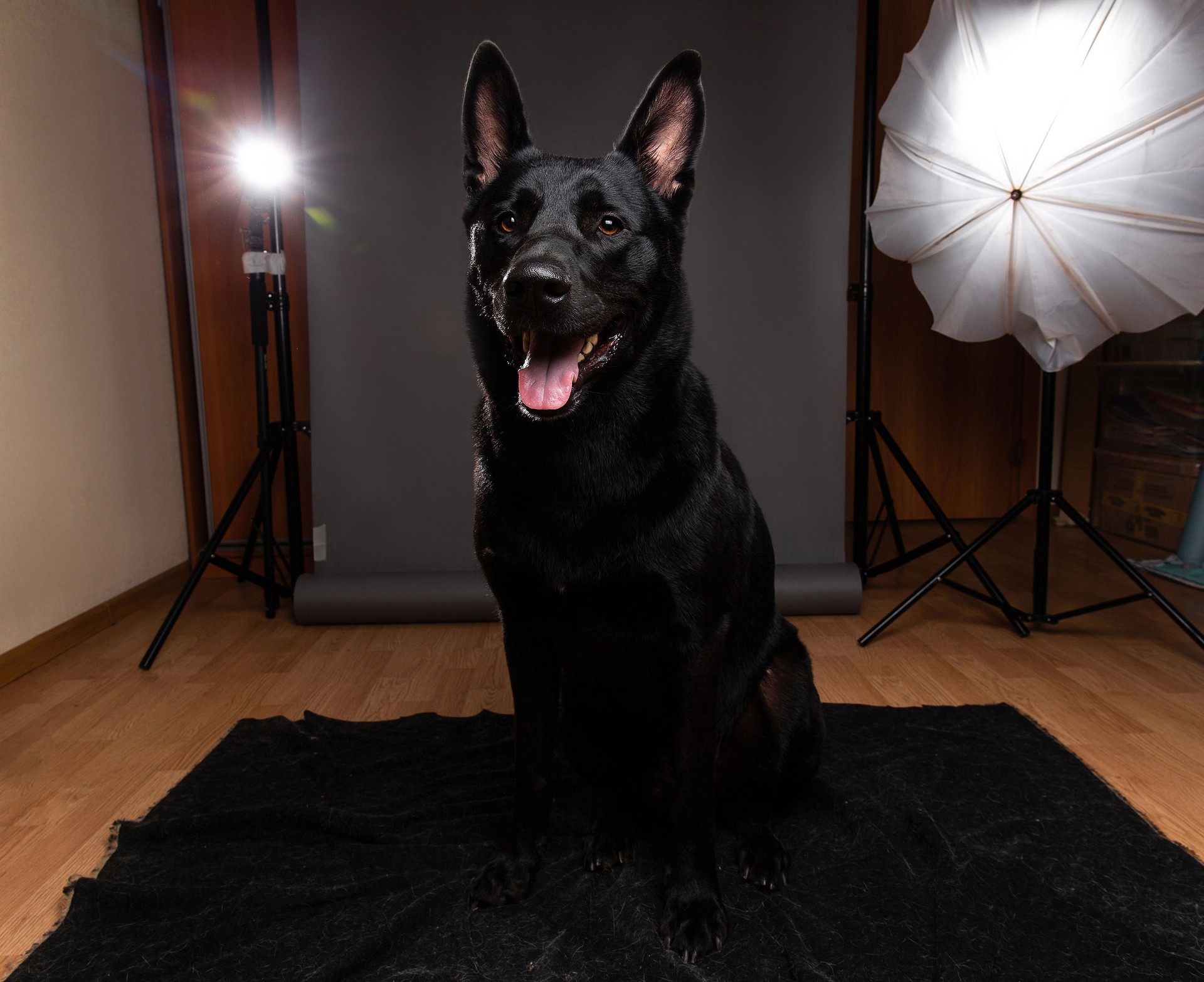 Genre chien brun aux cheveux lisses sur la séance de photo à la maison