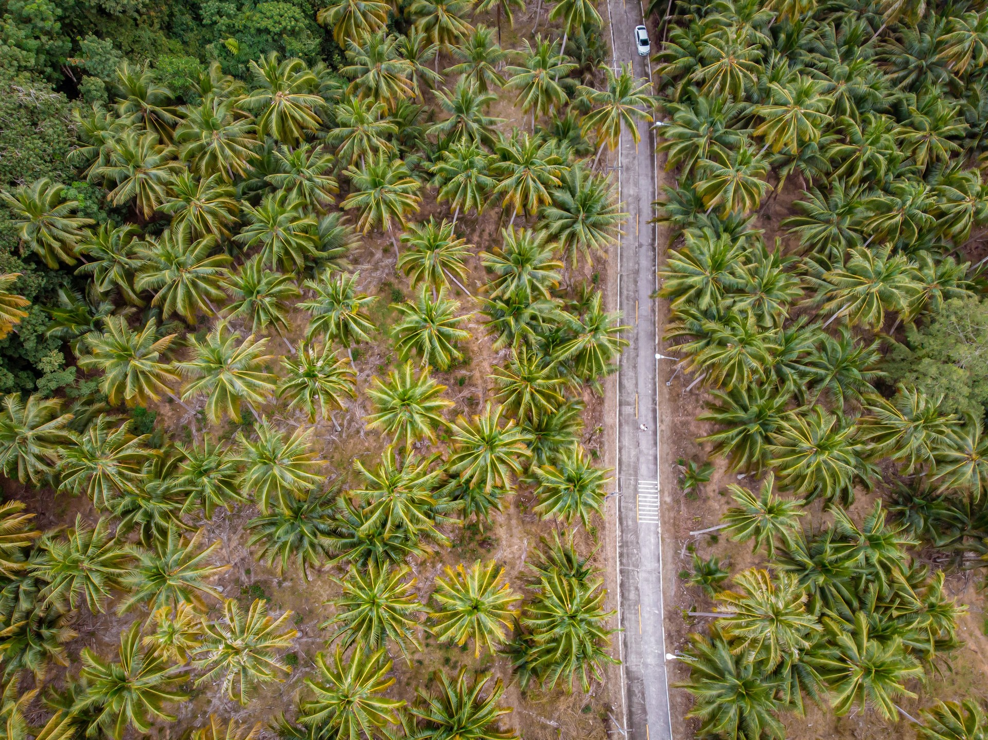 Thung Tako , Chumphon Thaïlande, palmiers d’en haut à la partie sud de Thaialnd, couple sur la route